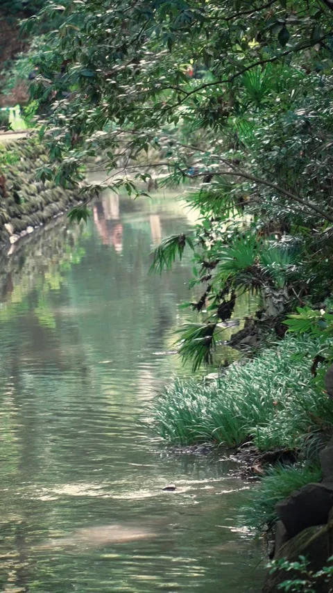 Peaceful forest river with lush green foliage and cicada sounds Vidéo 345781382