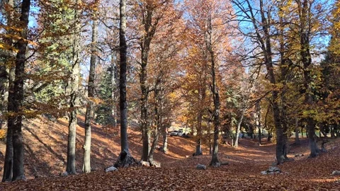 Peaceful forest road covered in fallen autumn leaves Stock Footage 320245209