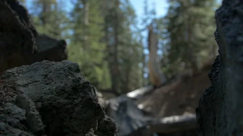 Peaceful Forest Rocks Rack Focus Graded Stock Footage 47257099