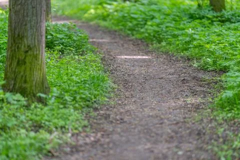 Peaceful forest route with soft light and natural surroundings. Calm forest.. Stock Photos