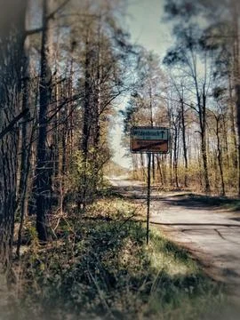 Peaceful Forest Scene Photos