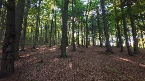 Peaceful forest scene with sunlight streaming through tall trees, illuminating Stock Footage 318961952