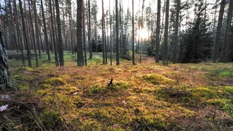 Peaceful Forest Scenery Timelapse Video stock 84649837