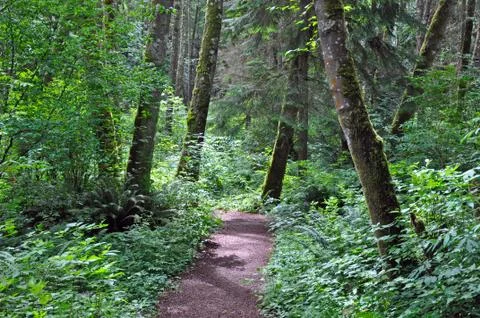 Peaceful forest setting Foto stock