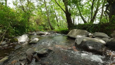 Peaceful Forest Stream Flowing Between Large Rocks Stock Footage 334898628