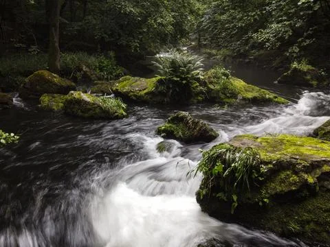 Peaceful Forest Stream Flowing Stock Photos