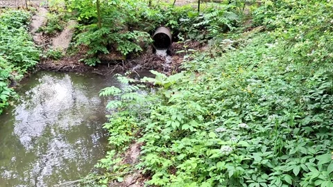 Peaceful Forest Stream Flowing Into a Quiet Woodland Pond Scene Stock Footage 337863827