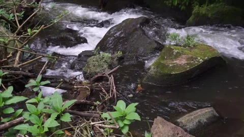 Peaceful Forest Stream Flowing Through Lush Vegetation and Mossy Rocks Stock Footage 304064126