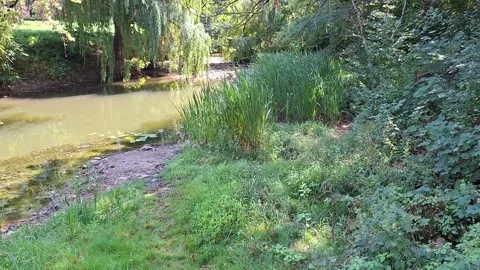 Peaceful Forest Stream Flowing Through Lush Green Woodland Landscape Vídeos de archivo 344600947