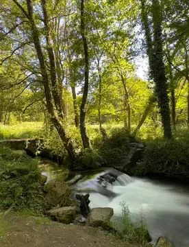Peaceful forest stream flowing through green trees Stock Photos