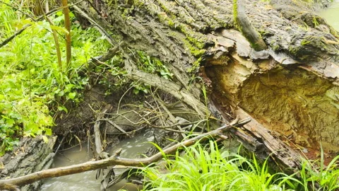 Peaceful Forest Stream Flows Under Fallen Mossy Tree During Gentle Rain Stock Footage 334871449