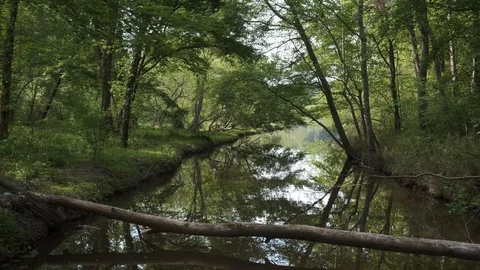 Peaceful Forest Stream Stock Footage 106955137