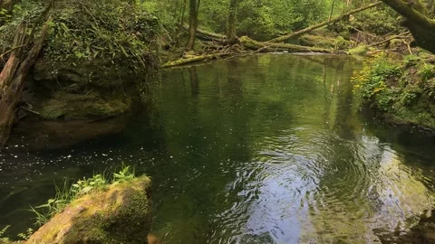 Peaceful Forest Stream with Reflections and Wildflowers Stock Footage 313800272