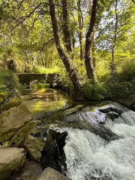 Peaceful forest stream with rocks and green trees Stock Photos