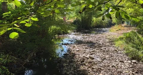 Peaceful forest stream surrounded by lush greenery and natural rocks Vídeos de archivo 323394720