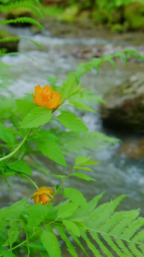 Peaceful forest stream with vibrant ferns and bright orange blooms Stock Footage 346340301