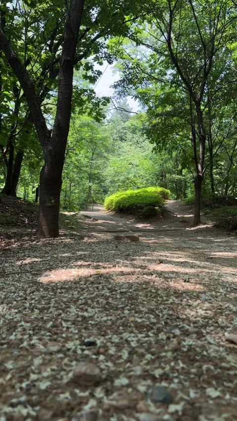 Peaceful Forest Trail Covered With Fallen Petals and Dappled Sunlight Stock Footage 340413757