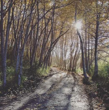 Peaceful forest trail Stock Photos