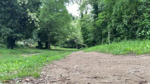 Peaceful Forest Trail Surrounded by Lush Green Trees and Natural Tranquility Stock Footage 310210586