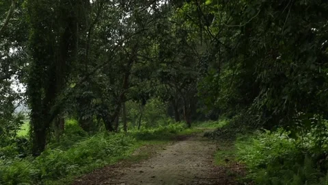 Peaceful forest trail winding through dense tropical rainforest Stock Footage 337928637