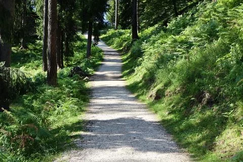 A peaceful forest trail winds through lush greenery Stock Photos