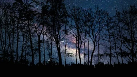 Peaceful Forest Trees Silhouette with Branches Vidéo 239728501