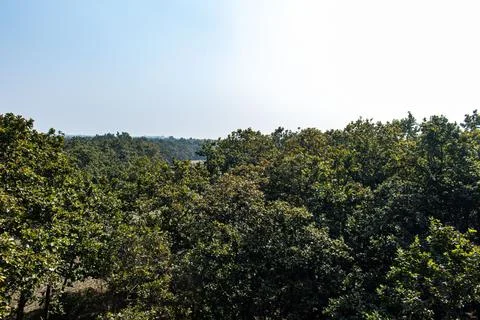 Peaceful forest view inside Bhawal National Park, Gazipur, Bangladesh Stock Photos