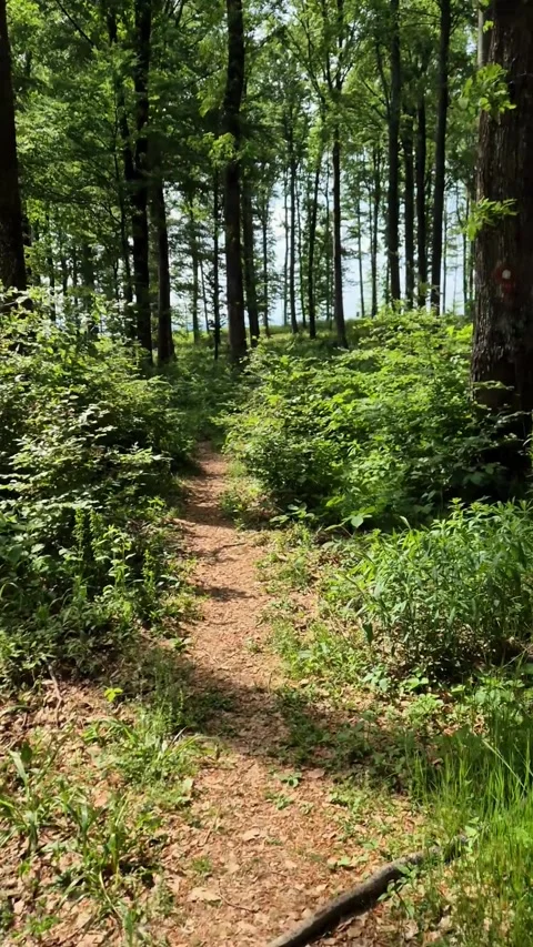 Peaceful forest walk Stock Footage 311241676