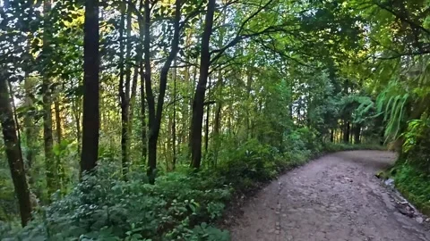 Peaceful Forest Walk: Scenic Trail Through Lush Green Woodland Path 库存影片 340093527
