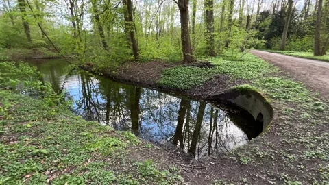 Peaceful Forest Water Reflection with Wildlife During Spring in Netherlands Stock-Footage 334149973