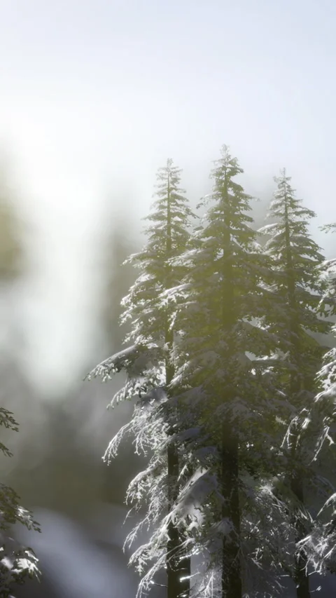 Peaceful frosted trees under soft winter sunlight showcase natural beauty 스톡 동영상 326162753
