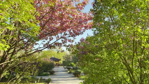 Peaceful Garden Pathway Invites Calm Exploration Through Spring Blooms Stock Footage 334873389