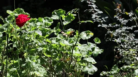 Peaceful garden setting  Stock Footage 173037003