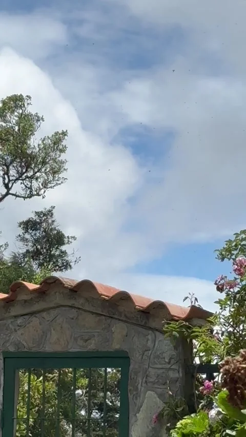 Peaceful Garden View - Pico Codazzi Natural Monument, Venezuela Stock Footage 328481376