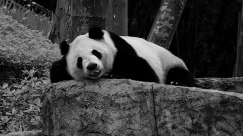Peaceful Giant Panda Resting on a Large Rock in Sichuan Province, China Vídeo Stock 337801243