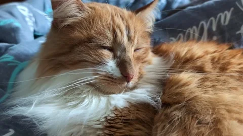 Peaceful ginger cat sleeping on blue patterned bedding Video stock 303347026