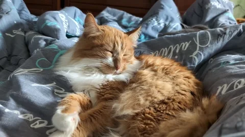 Peaceful ginger cat sleeping on grey patterned bedding Video stock 303505832