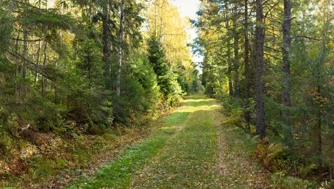 Peaceful Grass Path Through Dense Autumn Forest with Sunlit Foliage and Vib.. Stock Photos