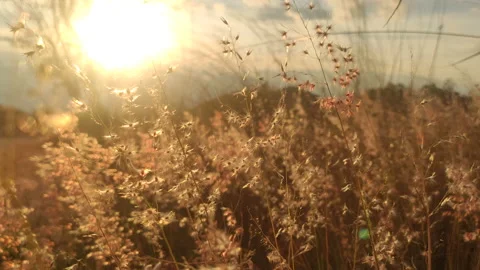 Peaceful grass waving in the wind during sunset 库存影片 142975531