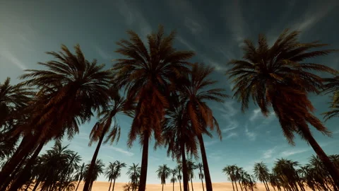 Peaceful green forest canopy with warm sunlight and ocean wind Stock Footage 329171312