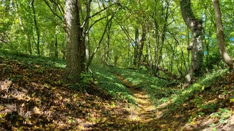 Peaceful green forest path surrounded by bright summer trees Stock Footage 319742659