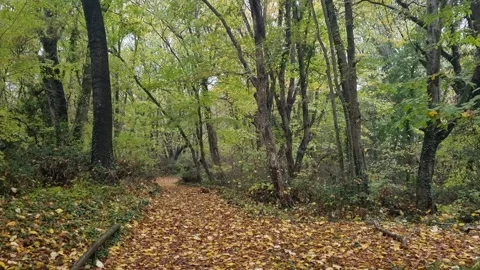 Peaceful green forest path surrounded by tall trees and foliage Stock Footage 321551759