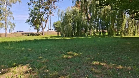 Peaceful Green Park with Willow Trees and Sunlit Meadow Landscape Vídeos de archivo 343883611