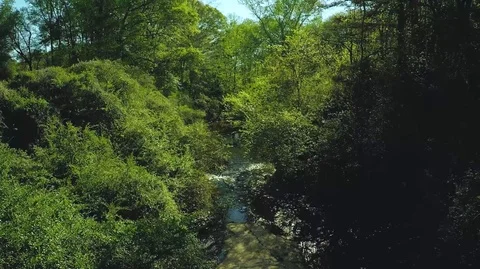 Peaceful Green Stream Stock Footage 97509634
