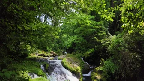 Peaceful Harmony of Water and Greenery in Japan Stock Footage 336806367
