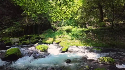 Peaceful Harmony of Water and Greenery in Japan Stock Footage 336806846