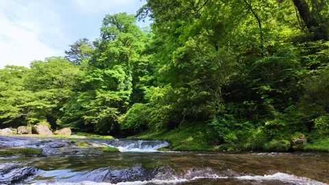 Peaceful Harmony of Water and Greenery in Japan Stock Footage 336807367
