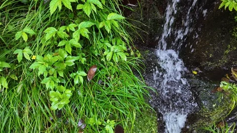 Peaceful Harmony of Water and Greenery in Japan Stock Footage 336809779