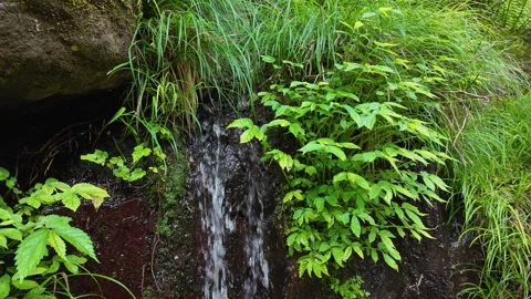Peaceful Harmony of Water and Greenery in Japan Stock Footage 336809780