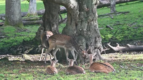 Peaceful herd of deer under tree in natural setting. Stock Footage 339408374